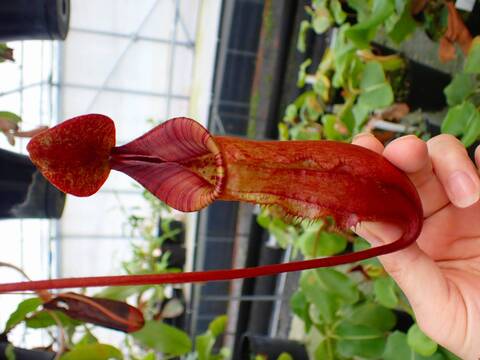 Y627 5-2 #BBB N. [(thorelii x rafflesiana) x thorelii-squat] x