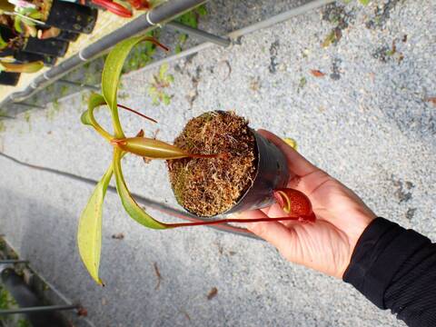 J539 5-3 #BBB N. gantungensis {clone1, Mount Gantung Palawan, Philippines} [BCP ID# N1067-01] BCP