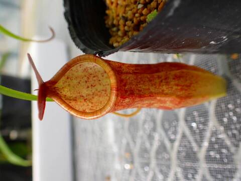 商品一覧 - Y's Exotics （山田食虫植物農園）