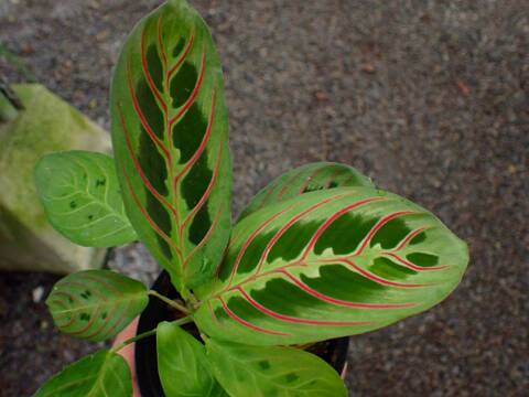 Y523 3-2 Maranta leuconeura