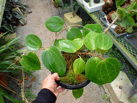 Y844 3-2 Hoya latifolia red Borneo, wild WP