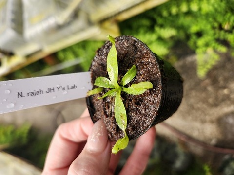 商品一覧 - Y's Exotics （山田食虫植物農園）