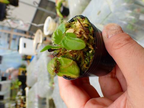 商品一覧 - Y's Exotics （山田食虫植物農園）