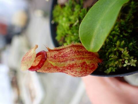 11/30まで　ウツボカズラ　N.トラスマディエンシス　食虫植物 11/30まで ウツボカズラ N.トラスマディエンシス 食虫植物