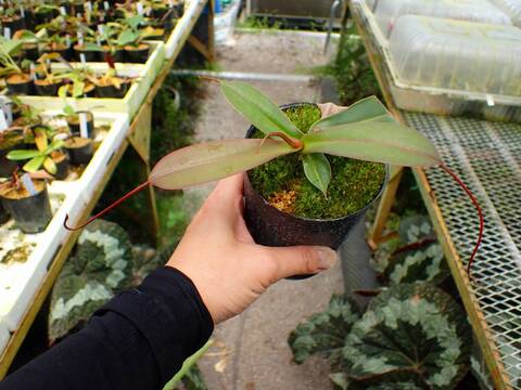 E627 1-2 N. (ventricosa x sibuyanensis)-giant x ovata EP