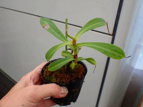商品一覧 - Y's Exotics （山田食虫植物農園）