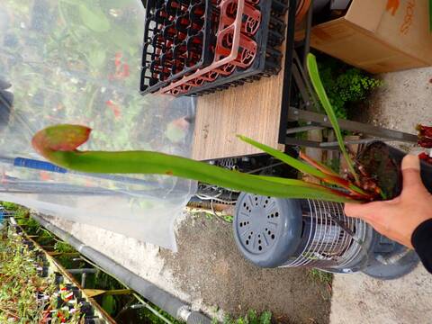 R286 1H S. minor var. okefenokeensis Red Eye's, seedgrown CK