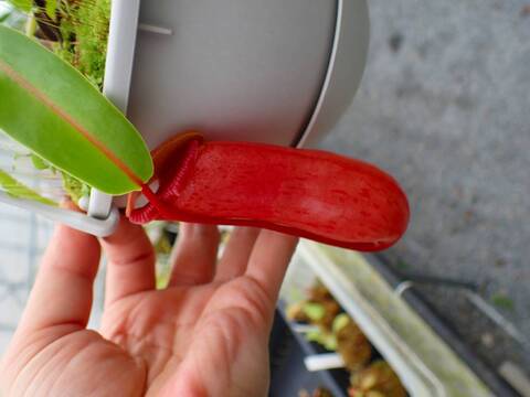 G822 5-2 N. ventricosa -red seedling Y's