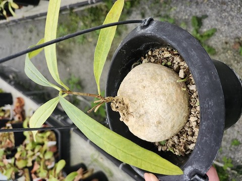 P228 5-1 Raphionacme longifolia OB
