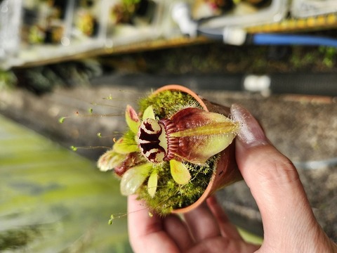 Cephalotus follicularis （セファロタス/フクロノユキノシタ