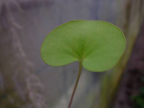 P417 1-4 U. reniformis f. giant