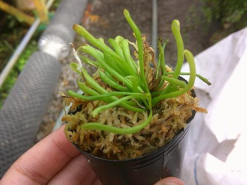 Darlingtonia（ダーリングトニア) の商品一覧 | Y's Exotics （山田食虫植物農園）