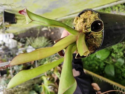 商品一覧 - Y's Exotics （山田食虫植物農園）