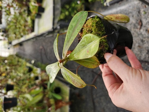 O156 5-3 N. mapuluensis (East Kalimanta)(AW- N. map-02) AW