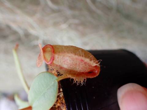 E162 5-1 [YA-29] N. vieillardii mt. Kagnis Giant Y's Lab