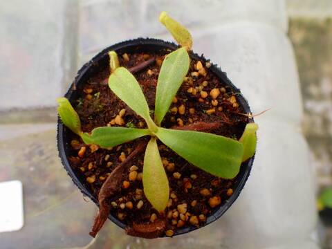 E104 5-1  [YA-62] N. veitchii `Akazukin' x veitchii (Bario stripe) Y's Lab