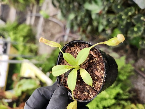商品一覧 - Y's Exotics （山田食虫植物農園）