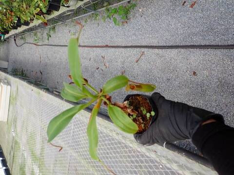 Y893 5-3 N. burkei x truncata EP
