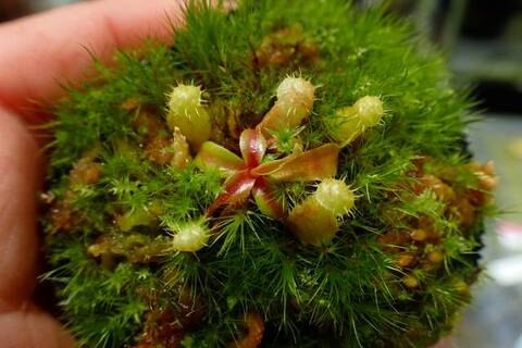 ゆうゆうネペンテス・ミランダ Nepenthes（ネペンテス/ウツボカズラ）の商品一覧 | Y's Exotics