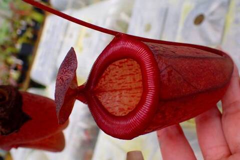 teatネペン Nepenthes（ネペンテス/ウツボカズラ）の商品一覧 | Y's Exotics