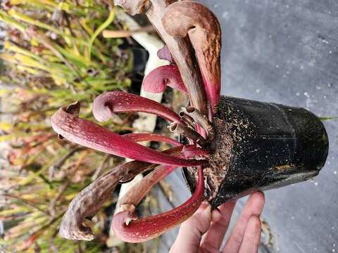 Sarracenia（サラセニア）の商品一覧 | Y's Exotics （山田食虫植物農園）