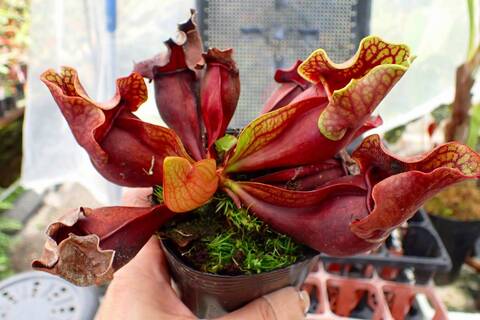 R130 1H S. purpurea ssp. venosa (伊勢花菖蒲園選別丸形株 No.16) MS