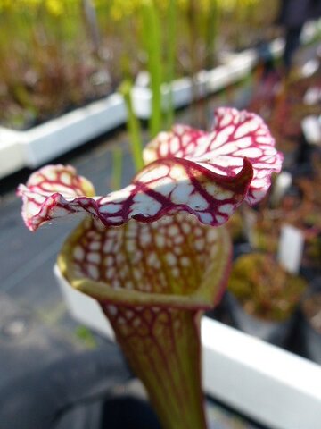 商品一覧 | Y's Exotics （山田食虫植物農園）