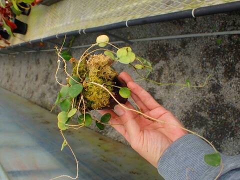 J558 5-3 Hoya serpers, very small species white flowers with some red CK