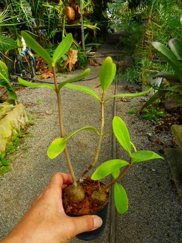 Ant plants (アリ植物)の商品一覧 | Y's Exotics （山田食虫植物農園）