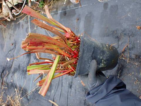 商品一覧 - Y's Exotics （山田食虫植物農園）