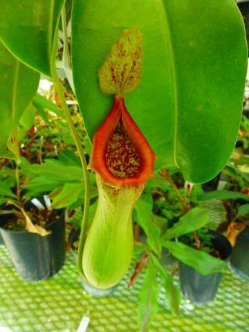 Nepenthes（ネペンテス/ウツボカズラ）の商品一覧 | Y's Exotics （山田食虫植物農園）