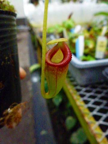 Nepenthes（ネペンテス/ウツボカズラ）の商品一覧 | Y's Exotics （山田食虫植物農園）