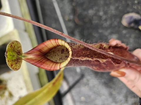 商品一覧 - Y's Exotics （山田食虫植物農園）