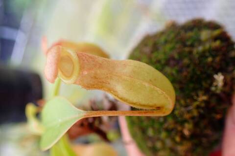 teatネペン Nepenthes（ネペンテス/ウツボカズラ）の商品一覧 | Y's Exotics