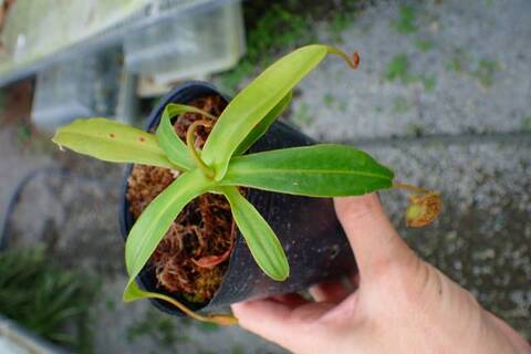 Nepenthes（ネペンテス/ウツボカズラ）の商品一覧 | Y's Exotics