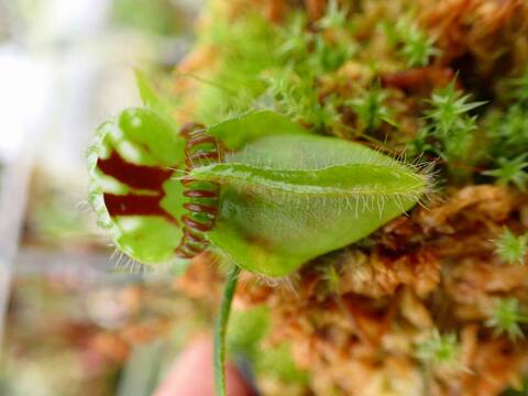 G904 1-1 #BBB Cephalotus follicularis (clone2) YG