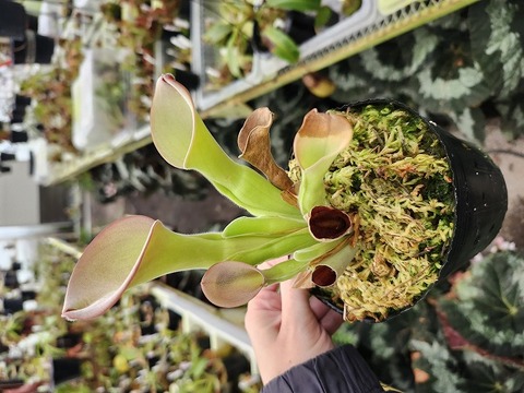 ヘリアンフォラ　Heliamphora 交配種 Heliamphora minor / H.minor x heterodoxa / H.heterodoxa