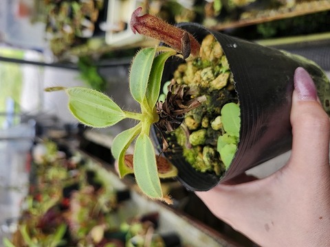 Nepenthes（ネペンテス/ウツボカズラ）の商品一覧 | Y's Exotics