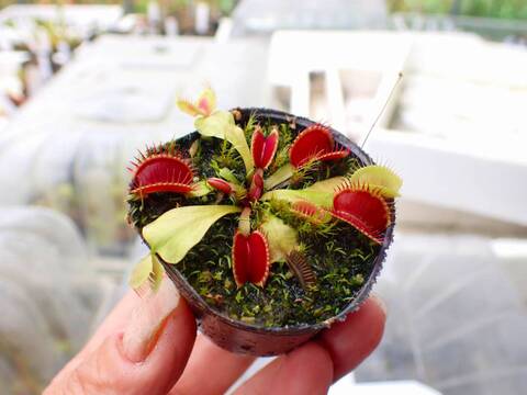 Y's Exotics （山田食虫植物農園）