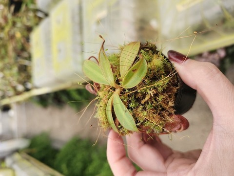 商品一覧 - Y's Exotics （山田食虫植物農園）