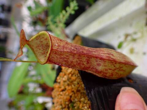 商品一覧 - Y's Exotics （山田食虫植物農園）