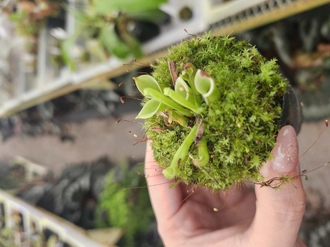 G672 1-1 H. pulchella clone 15 {Churi Tepui, Venezuela}BCP 