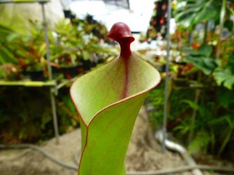 Heliamphora(ヘリアンフォラ)の商品一覧 | Y's Exotics (山田 Heliamphora(ヘリアンフォラ)の商品一覧 | Y's Exotics (山田
