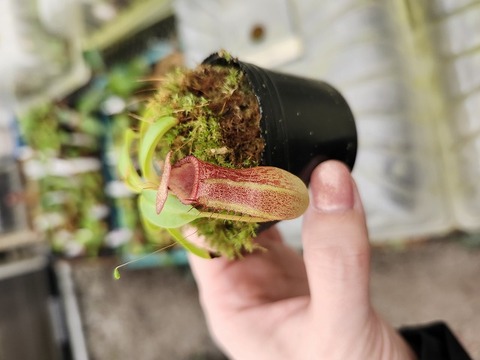 商品一覧 - Y's Exotics （山田食虫植物農園）