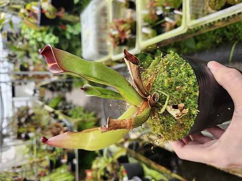 Heliamphora（ヘリアンフォラ）の商品一覧 | Y's Exotics （山田食虫植物農園）