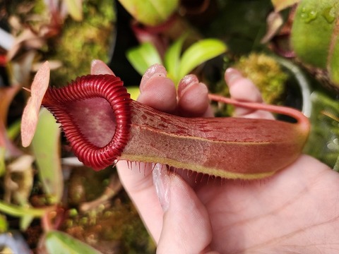 Nepenthes（ネペンテス/ウツボカズラ）の商品一覧 | Y's Exotics