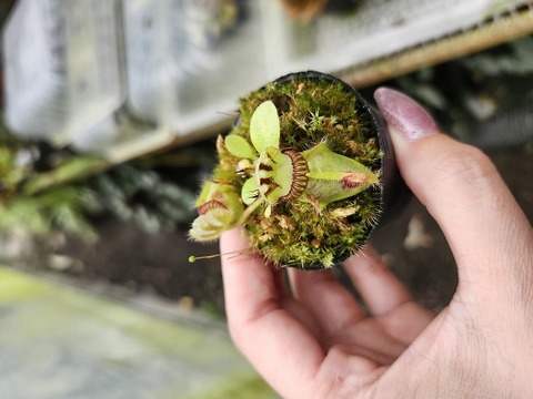 Y's Exotics （山田食虫植物農園）