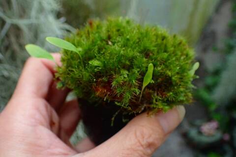 商品一覧 - Y's Exotics （山田食虫植物農園）