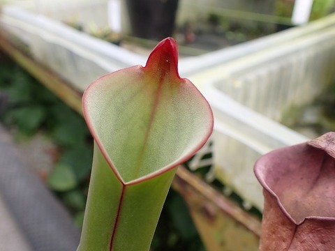 E132 1-1 H. purpurascens {Ptari Tepui, Venezuela}[BCP ID# H036]