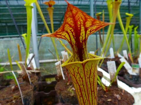 商品一覧 | Y's Exotics （山田食虫植物農園）